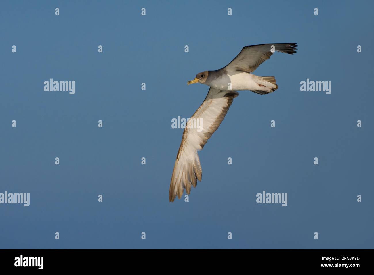 Berta Maggiore; Scopoli's Shearwater; Calonectris diomedea Stockfoto