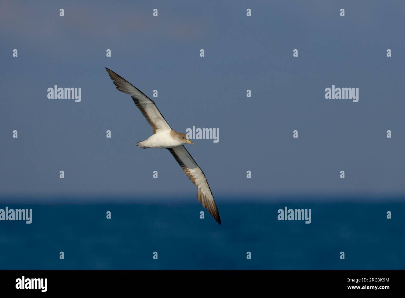 Berta Maggiore; Scopoli's Shearwater; Calonectris diomedea Stockfoto