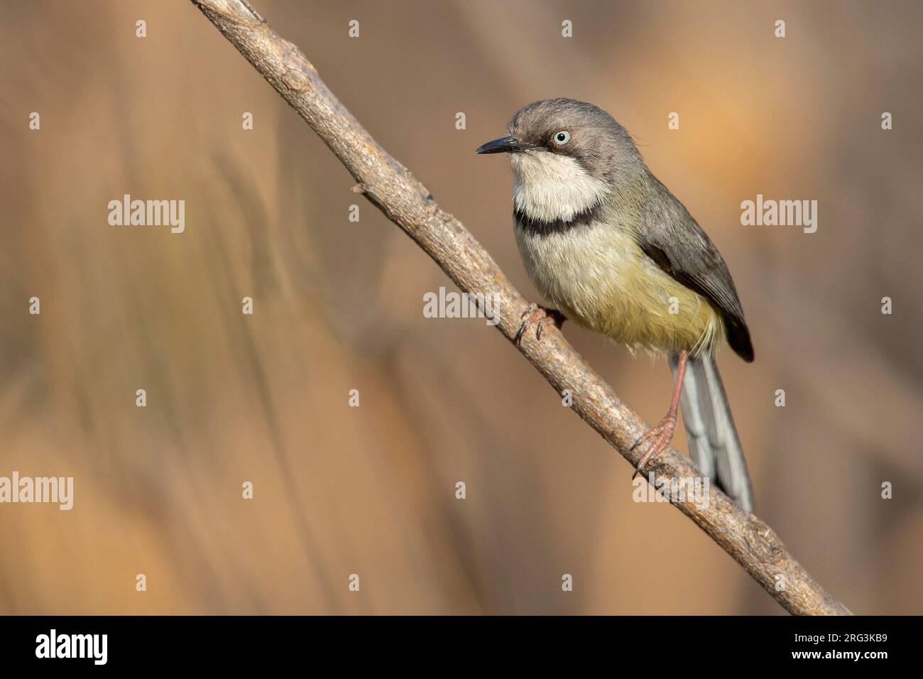 Die barthrosierte Apalis (Apalis thoracica) in Johannesburg, Südafrika. Stockfoto