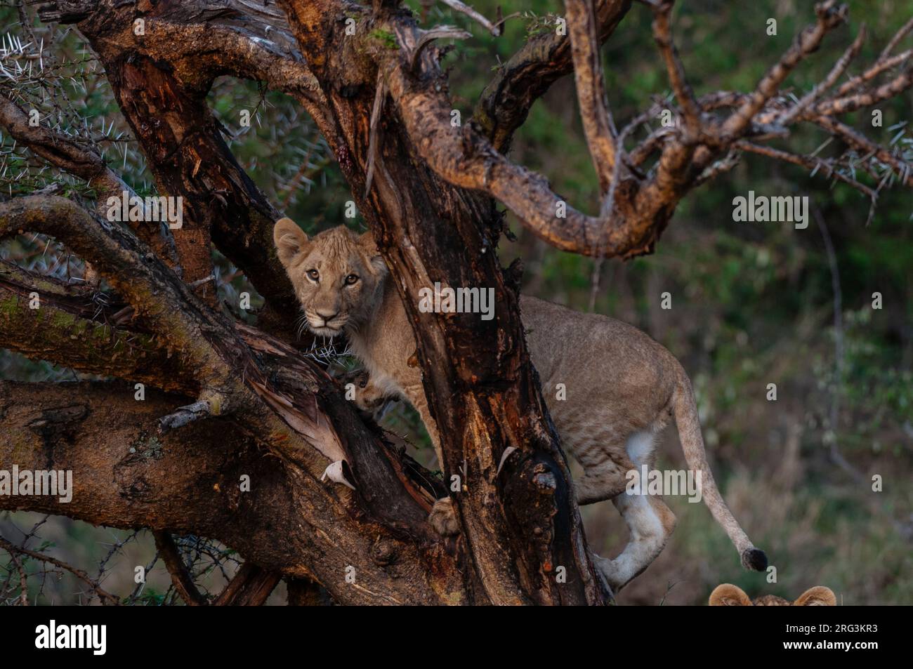 Ein Löwenjunges, Panthera leo, klettert in einen Akazienbaum. Masai Mara National Reserve, Kenia. Stockfoto