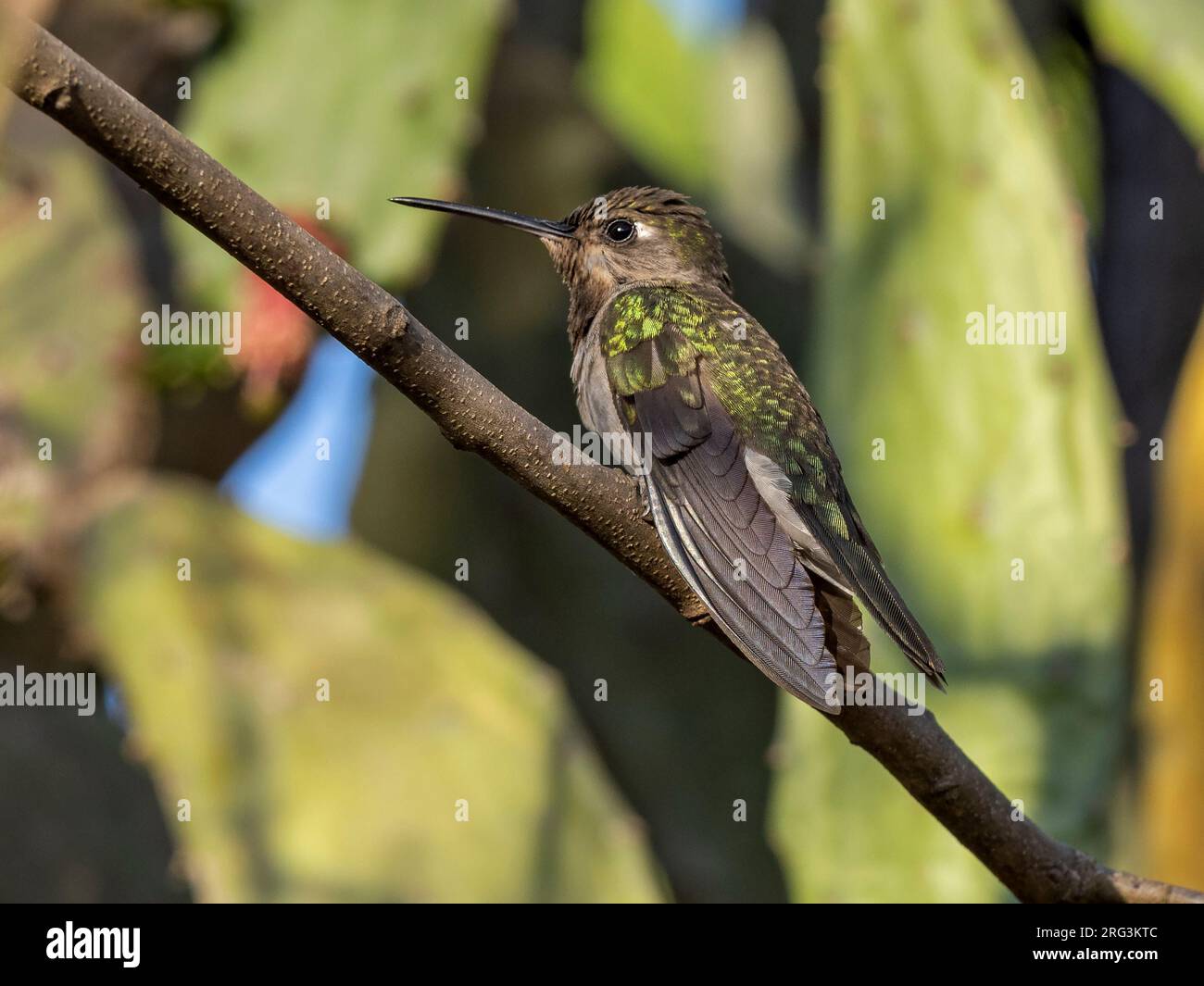 Trockenwald Sabrewing, Campylopterus calcirupicola, männlich auf einem Ast Stockfoto