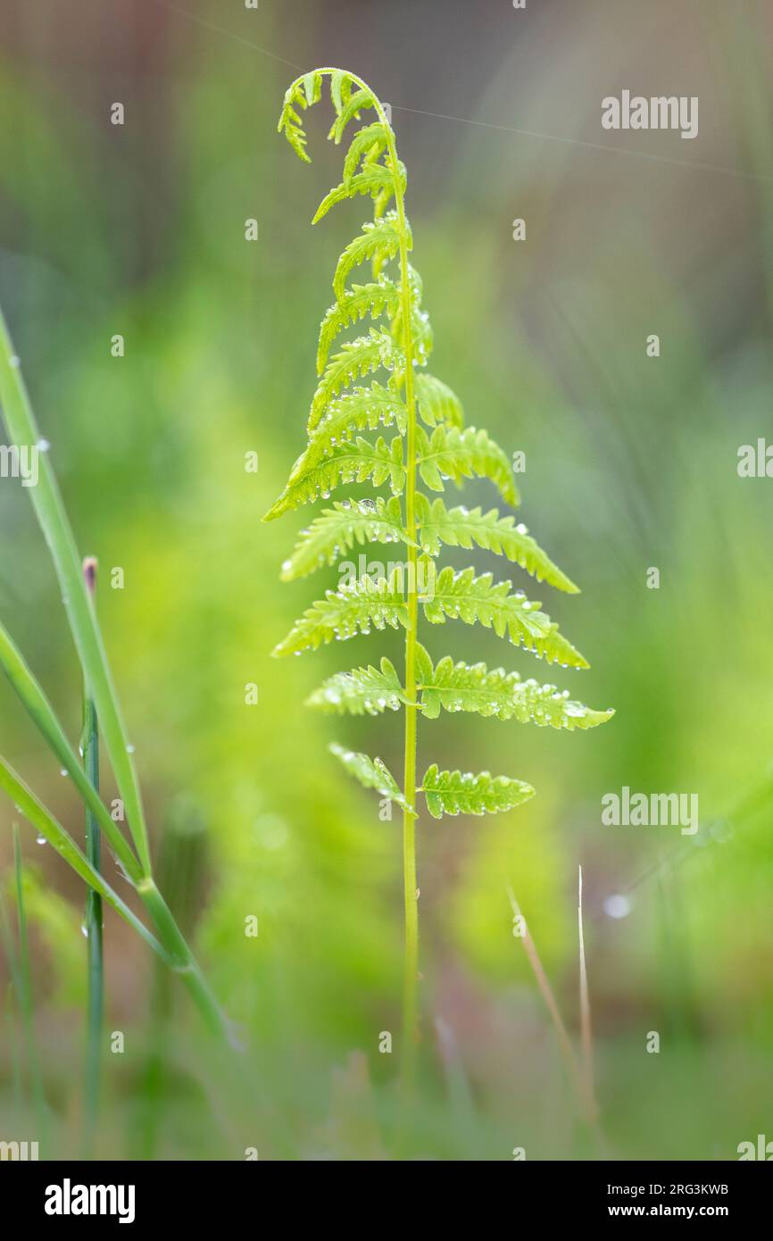 Marsh Fern, Thelypteris palustris Stockfoto