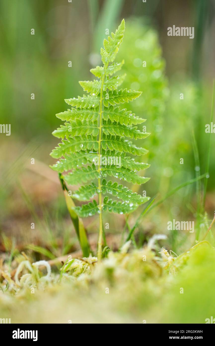 Marsh Fern, Thelypteris palustris Stockfoto