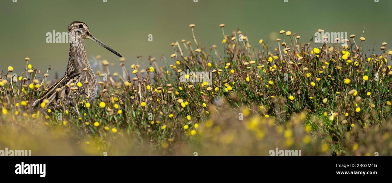 Common Snipe, Gallinago gallinago, Niederlande. Stockfoto