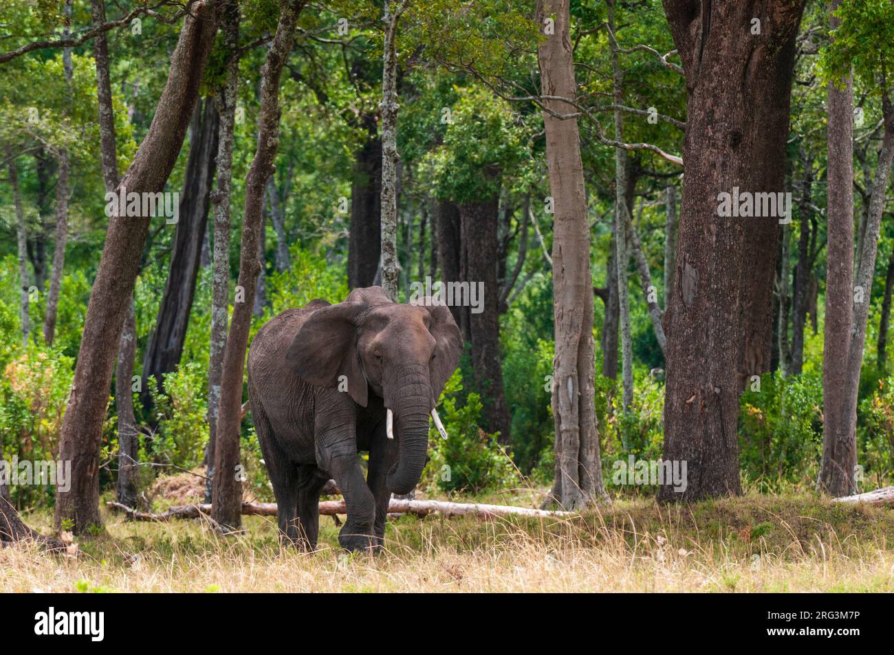 Eine weibliche afrikanische Elefant, Loxodonta africana, in einer bewaldeten Landschaft. Masai Mara National Reserve, Kenia. Stockfoto