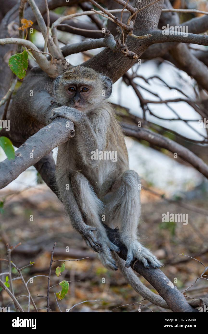 Porträt eines vervettierten Affen, Cercopithecus aethiops, der auf einem Ast sitzt. Chobe National Park, Botswana. Stockfoto