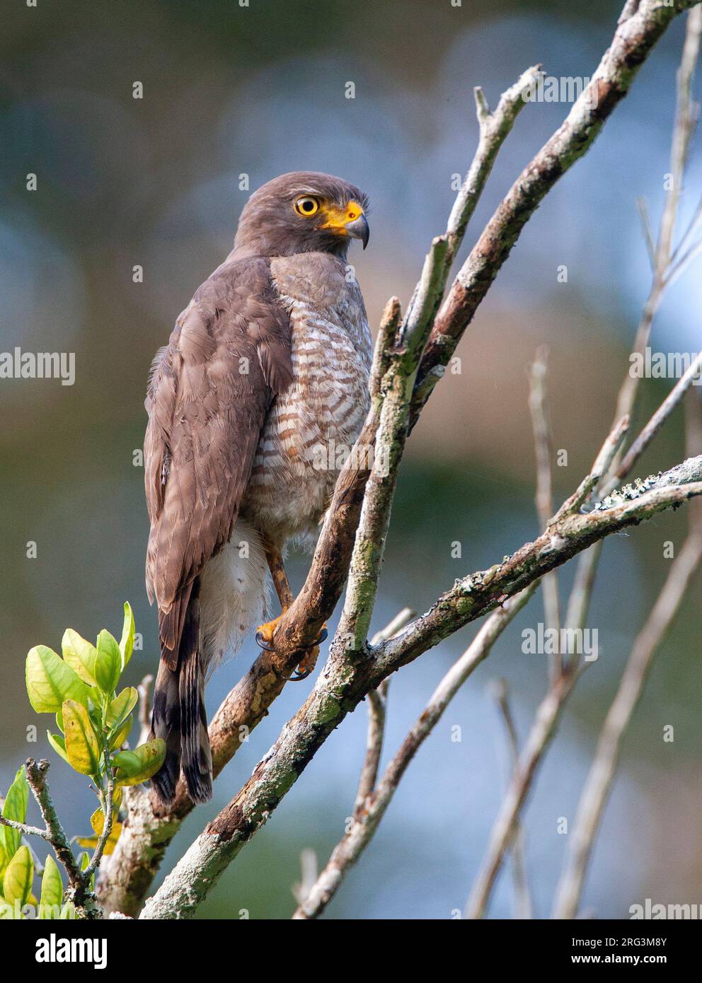 Straßenfalke (Rupornis magnirostris occiduus) in Peru. In einem Baum. Stockfoto