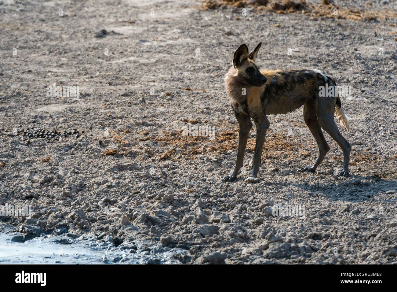 Porträt eines bedrohten afrikanischen Wildhundes oder bemalten Wolfes, Lycaon pictus. Savute Marsh, Chobe National Park, Botswana. Stockfoto