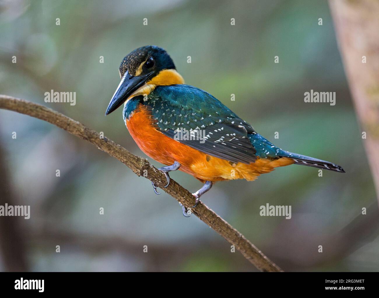 Grün-rufous Kingfisher, Chloroceryle inda inda, weiblich hoch oben auf einem Ast in der Pantanal, Brasilien Stockfoto