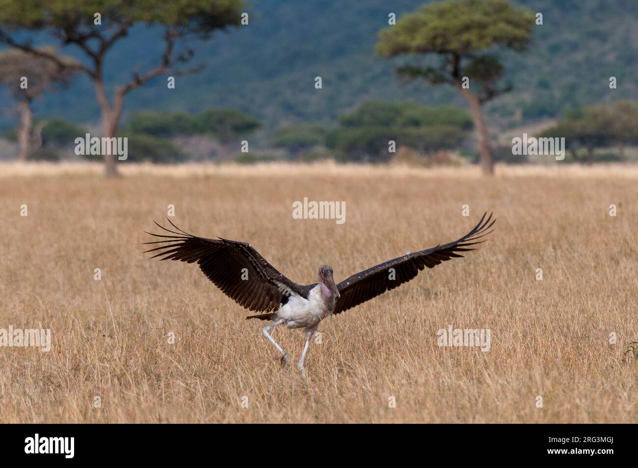 Ein Marabou-Storch, Leptoptilos crumeniferus, landet im hohen Savannengras. Masai Mara National Reserve, Kenia. Stockfoto