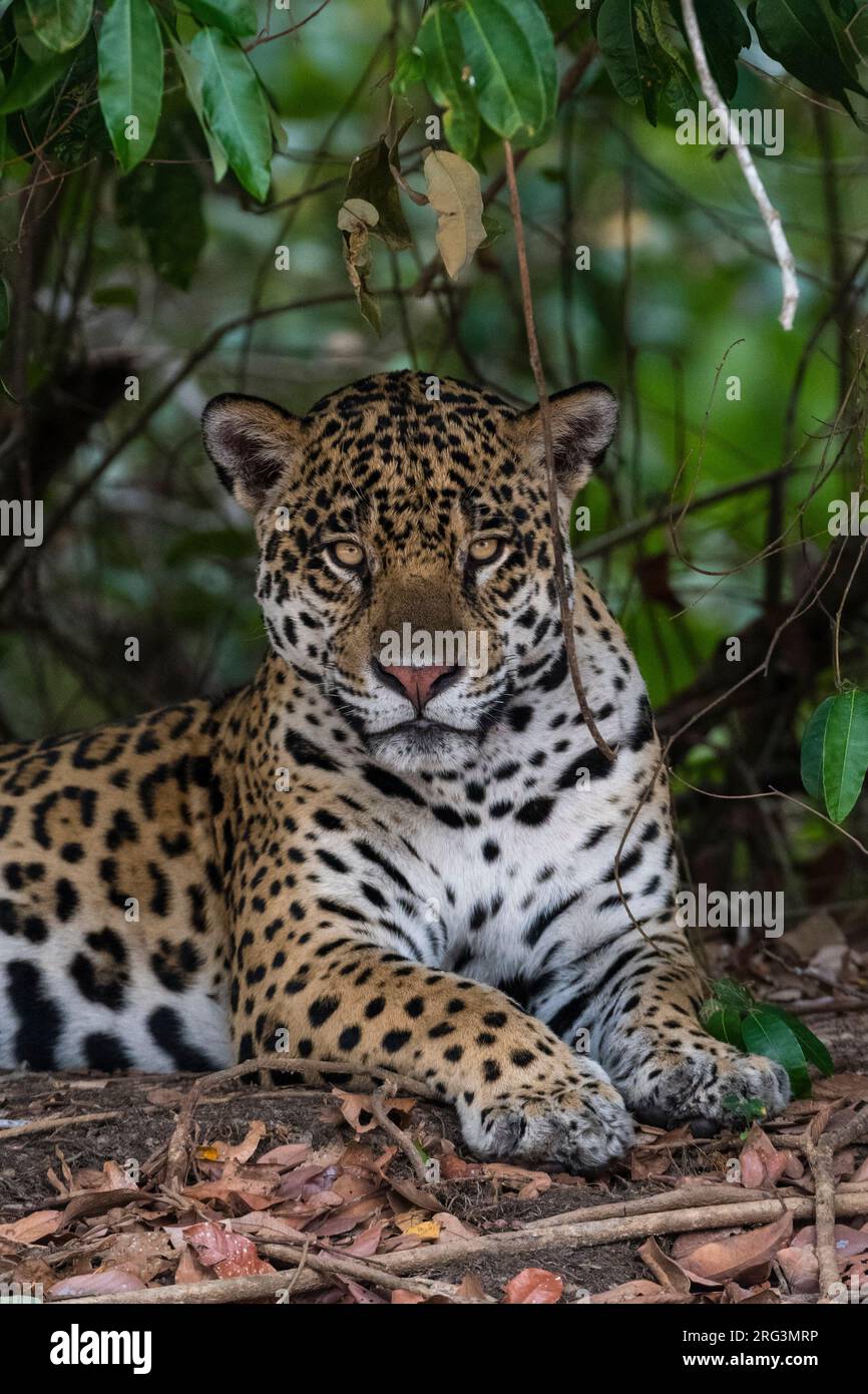 Ein jaguar, Panthera onca, der im Schatten ruht und auf die Kamera schaut. Pantanal, Mato Grosso, Brasilien Stockfoto