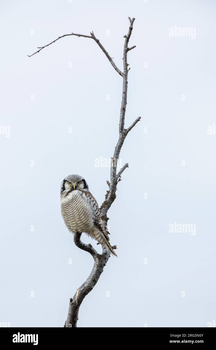 Northern Hawk Owl, Surnia ulula, auf der Halbinsel Varanger, Nordnorwegen. Stockfoto