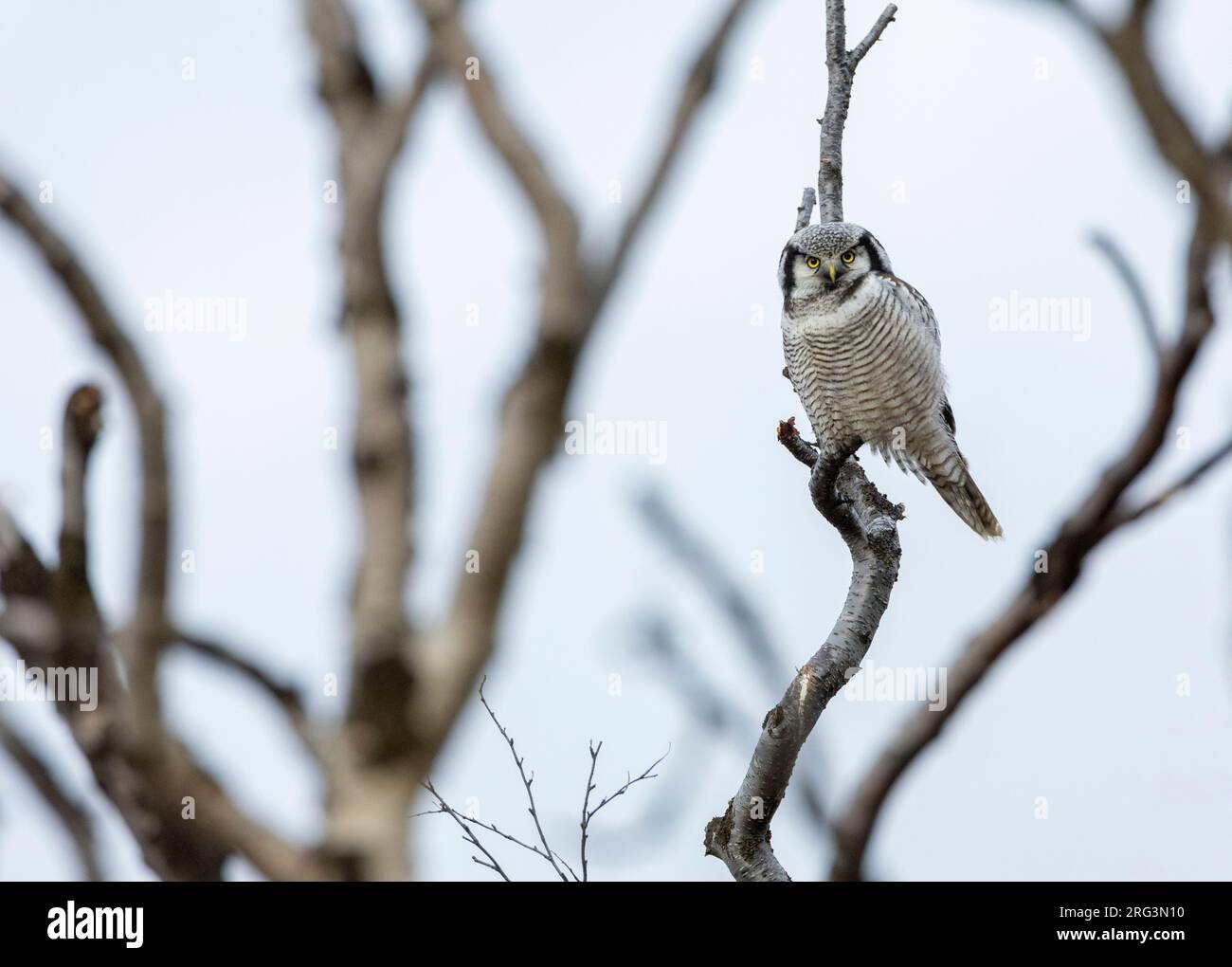 Northern Hawk Owl, Surnia ulula, auf der Halbinsel Varanger, Nordnorwegen. Stockfoto