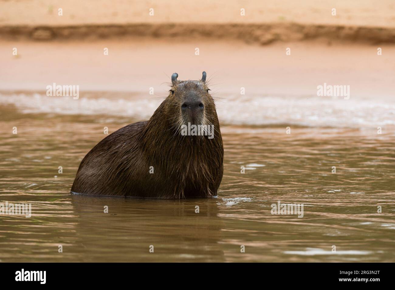 Eine Capybara, Hydrochaeris hydrochaeris, die in einem Fluss steht. Mato Grosso Do Sul, Brasilien. Stockfoto