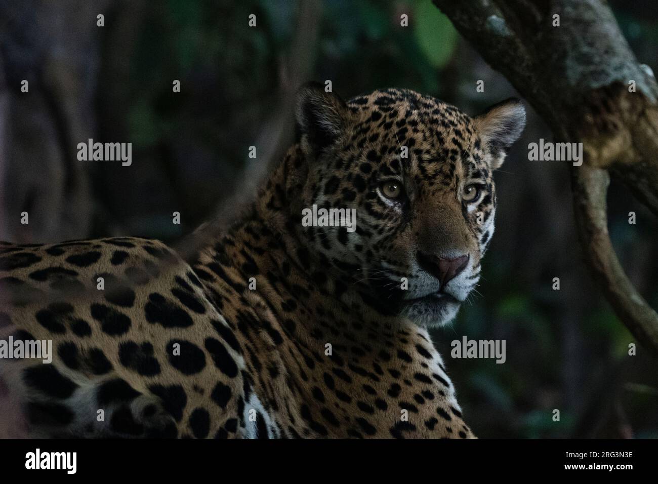 Nahaufnahme eines jaguar, Panthera onca, im Schatten des späten Nachmittags. Pantanal, Mato Grosso, Brasilien Stockfoto