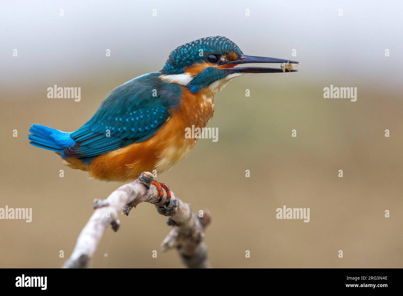 Goudsbloem zittend op een Tak met prooi in de snavel ; gemeinsame Eisvogel mit Beute in seinem Schnabel gehockt Stockfoto