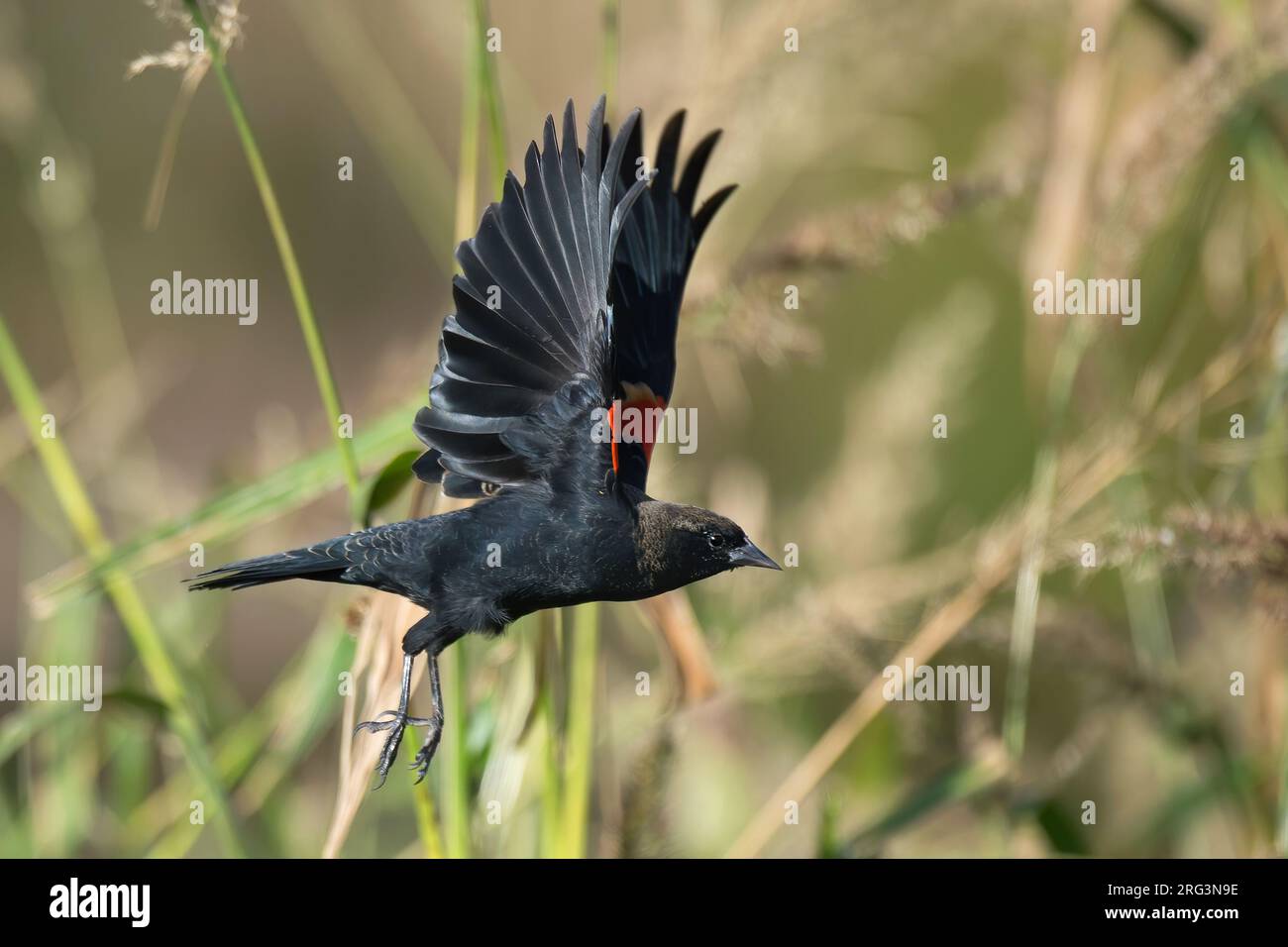 Ausgewachsener männlicher Rotflügelschwarzer Vogel (Agelaius phoeniceus) in nicht zuchtendem Gefieder, Seitenansicht des im Flug befindlichen Vogels, Unterteile Stockfoto