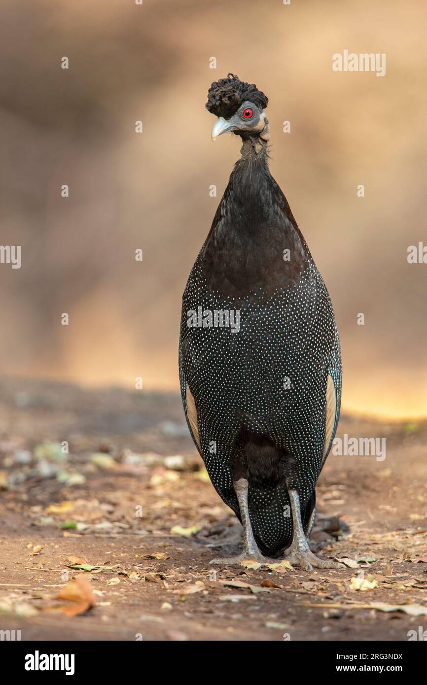 Guineafowl (Guttera pucherani edouardi) im Kruger-Nationalpark, Südafrika. Stockfoto