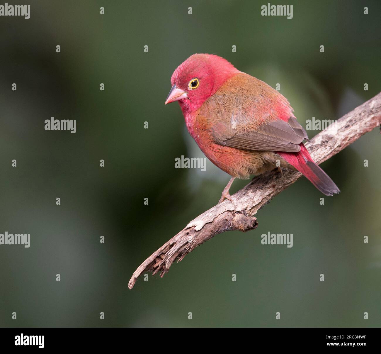 Männlicher Rotschnabelfink (Lagonosticta senegala) in Gambia. Stockfoto