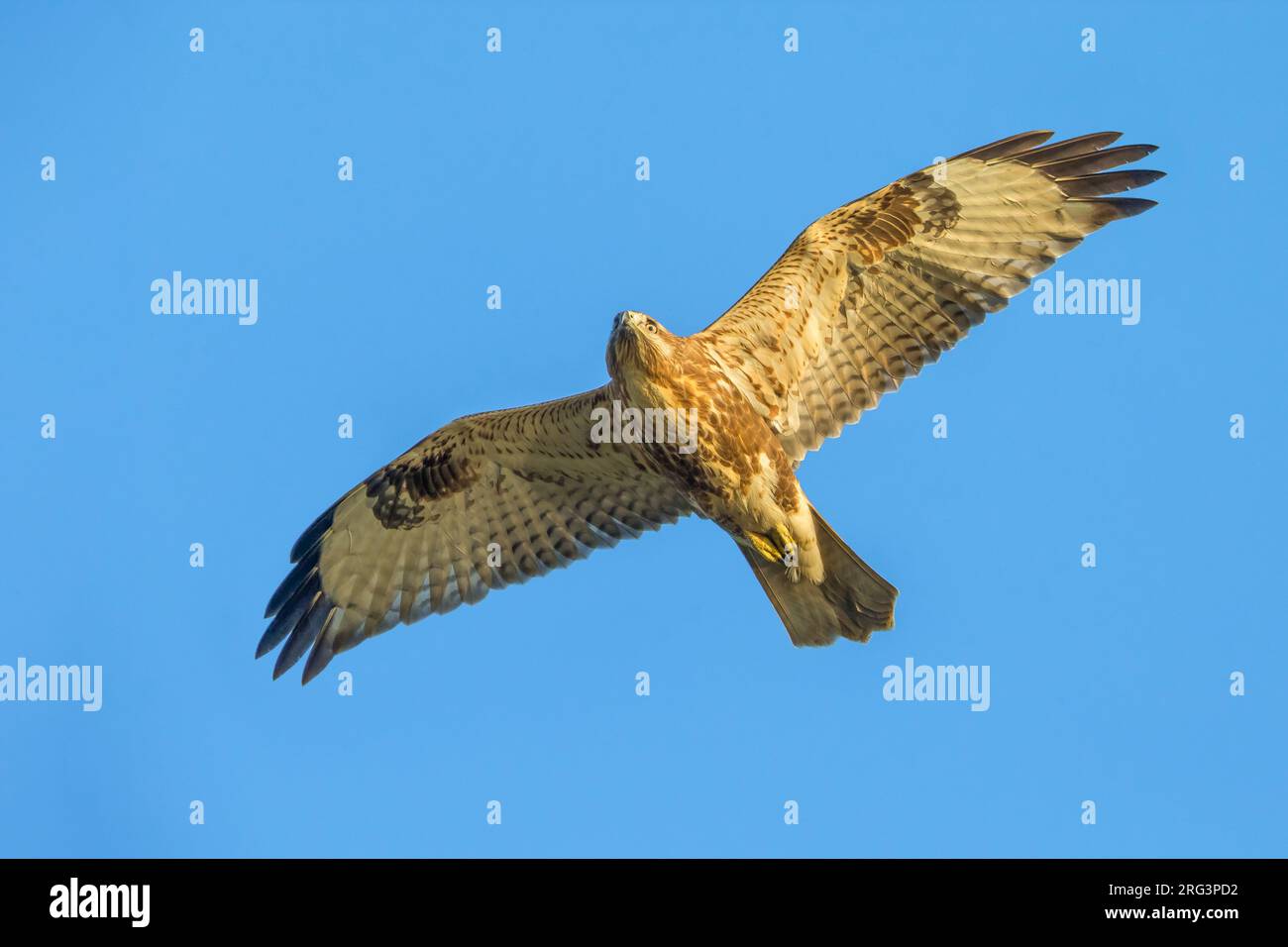 Japanischen Buizerd in Vlucht;Ost Bussard im Flug Stockfoto