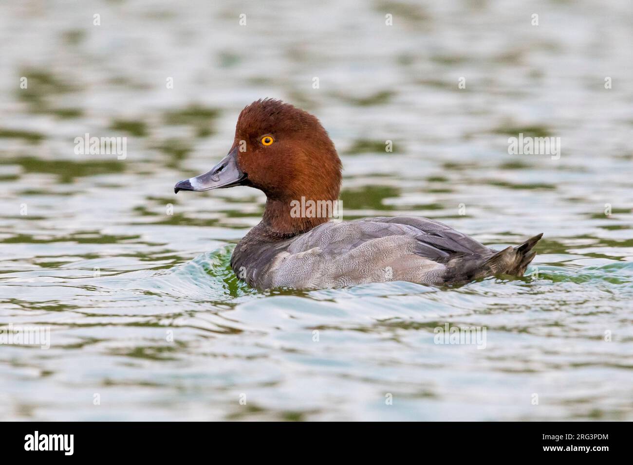 Mela Redhead Stockfoto