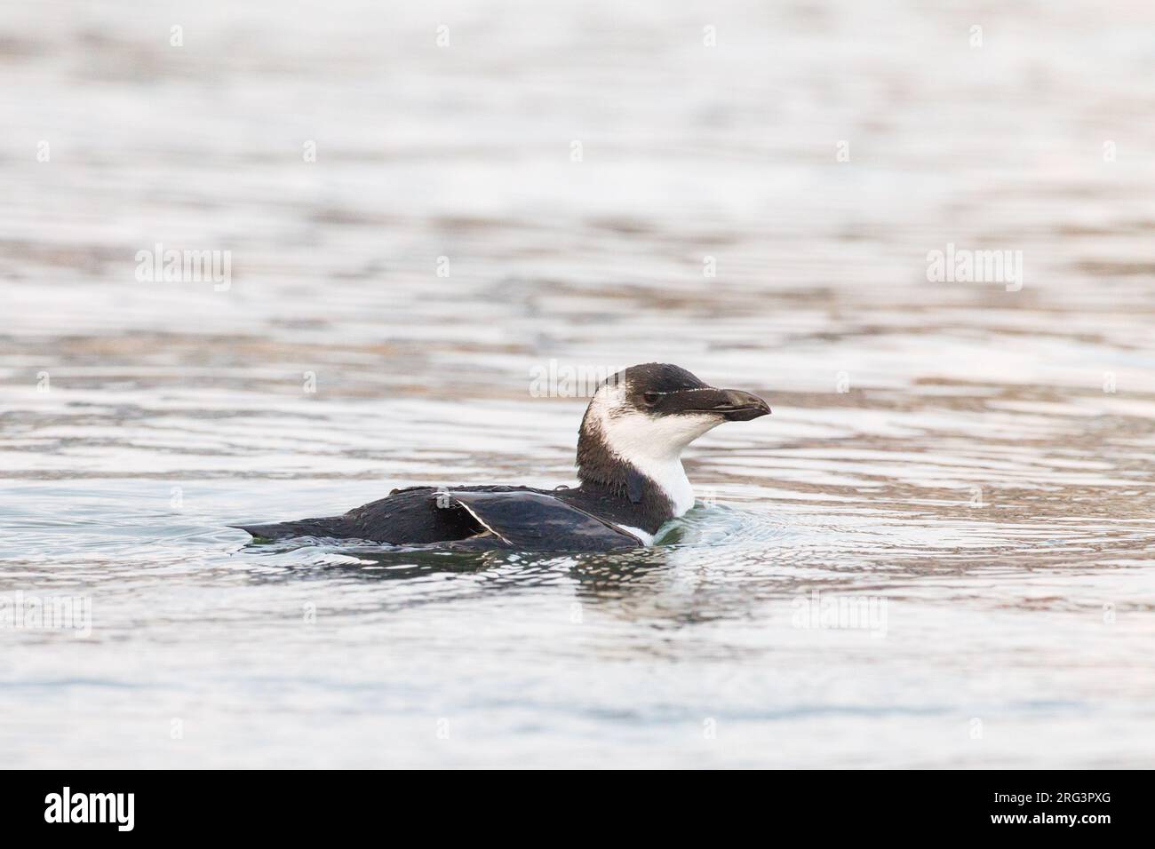 ALK, Razorbill, Alca torda, erstes Schwimmen im Winter Stockfoto