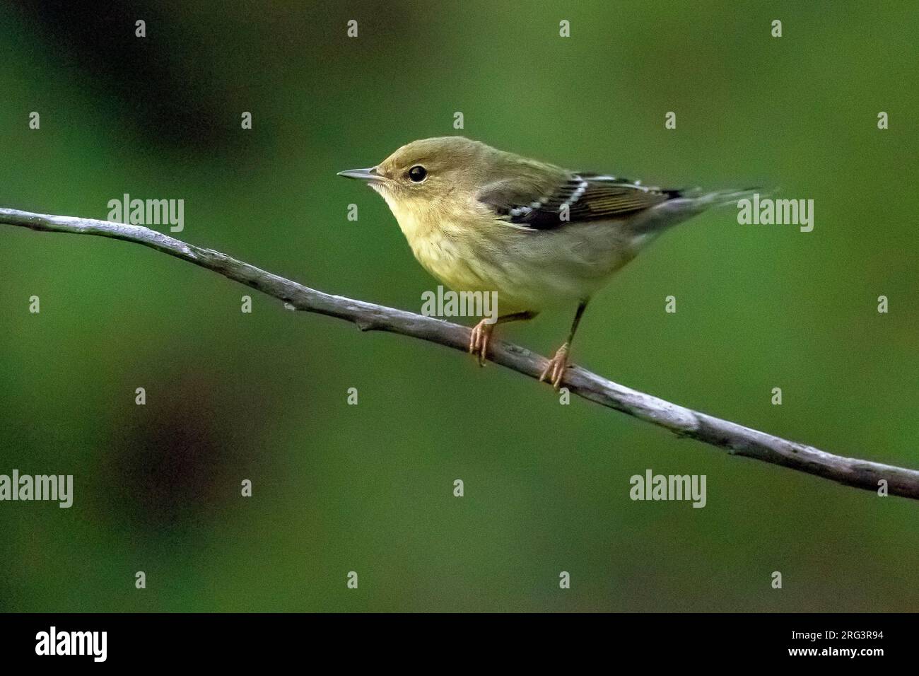 Erster Winter Blackpoll Warbler (Setophaga striata) hoch oben auf einem Tamarisken über der Müllkippe Corvo, Azoren, Portugal. Stockfoto