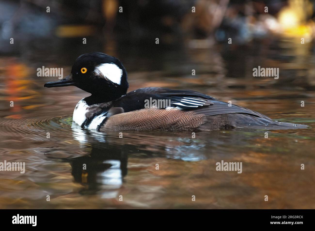 Merganser mit Kapuze (Lophodytes cucullatus), Seitenansicht eines schwimmenden Mannes. Wahrscheinlich ein Flüchtling in Finnland. Stockfoto