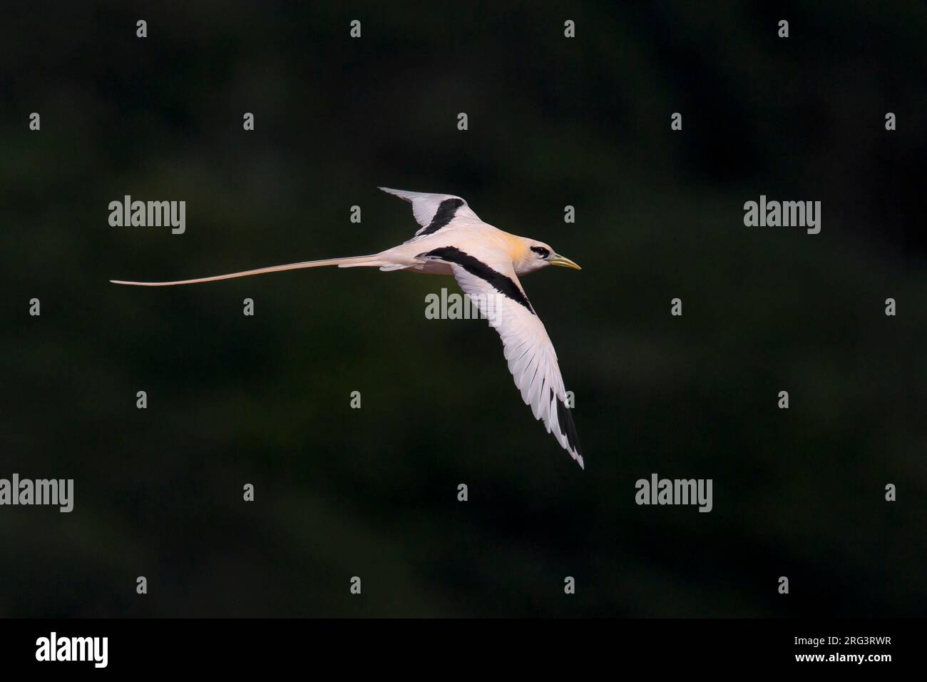 Verdwaalde Witstaartkeerkringvogel op de Azoren; Vagrant White-tailed Tropicbird auf den Azoren Stockfoto