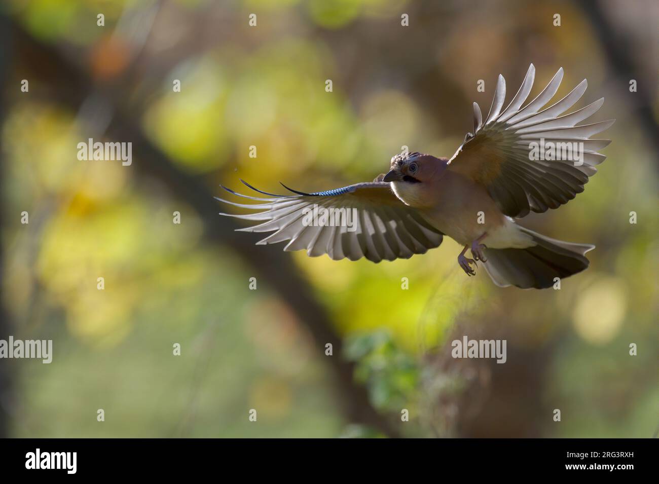 Der Eurasische Jay (Garrulus glandarius glandarius), im Flug vor einem farbenfrohen Autumhintergrund in Finnland Stockfoto