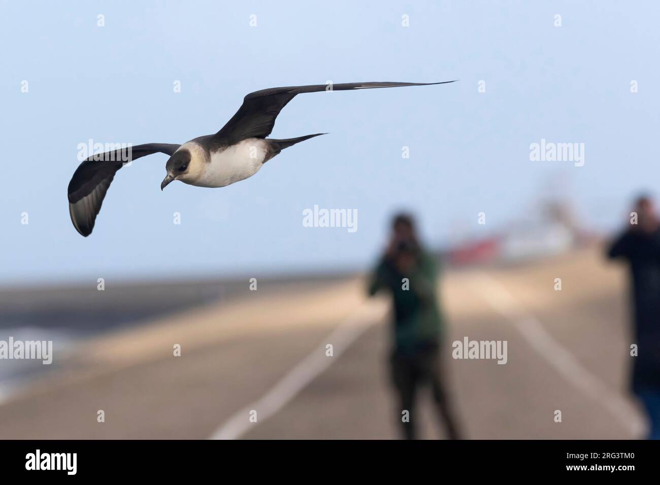 Ein erwachsener parasitärer Jaeger wird mit einem anderen Fotografen im Hintergrund über den Deich in Den Helder fliegen sehen. Stockfoto