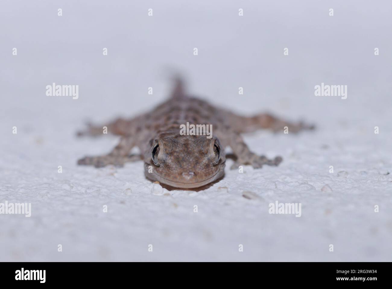 Maurischer Gecko (Tarentola mauritanica) Nehmen Sie die 02/04/2022 in Avignon - Frankreich. Stockfoto