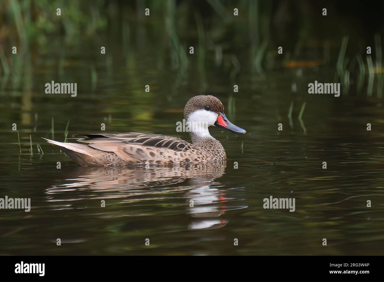 Weißer Pintail (Anas bahamensis bahamensis), Seitenansicht eines erwachsenen Mannes beim Schwimmen Stockfoto