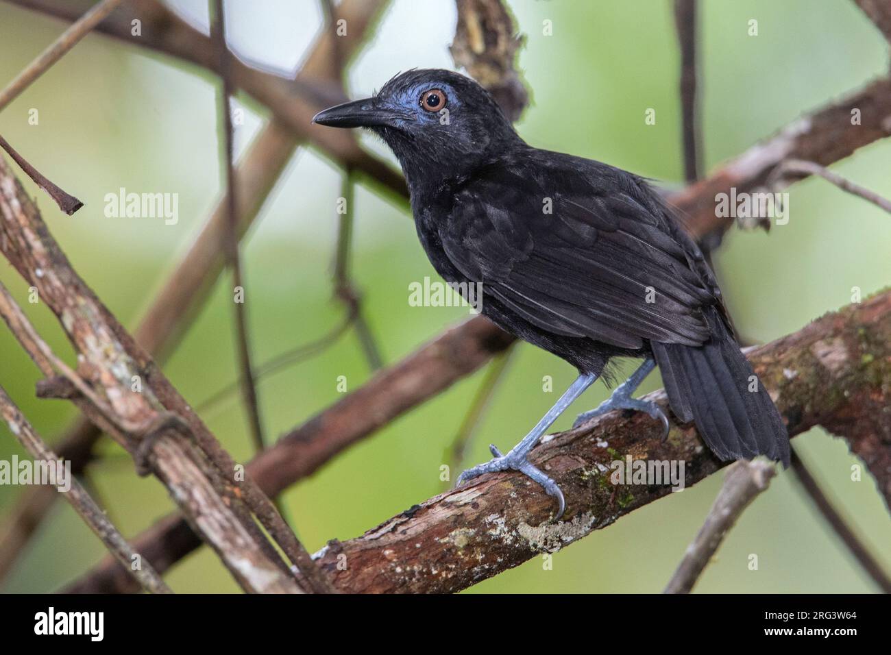 Ein männlicher Weißschulter-Antbird (Percnostola melanoceps) in Puerto Nariño, Amazonas, Kolumbien. Stockfoto