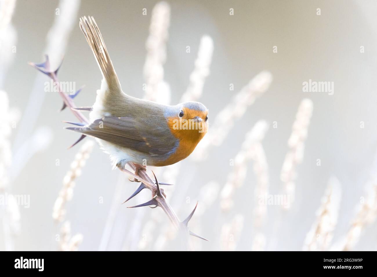 Europäischer Robin, Erithacus rubecula, in Italien. Stockfoto