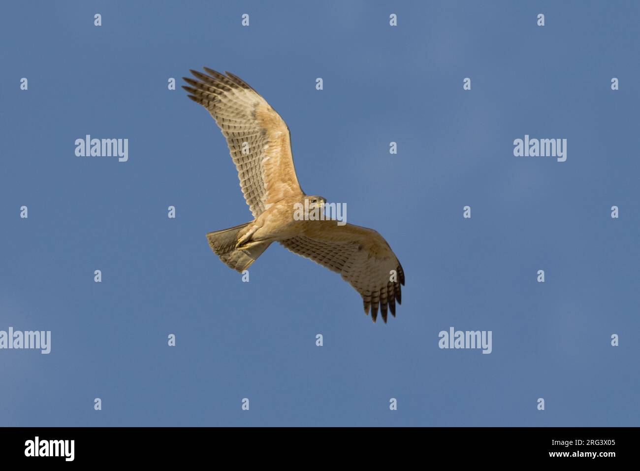 Onvolwassen Havikarend in Vlucht; unreif Bonelli Adler im Flug Stockfoto