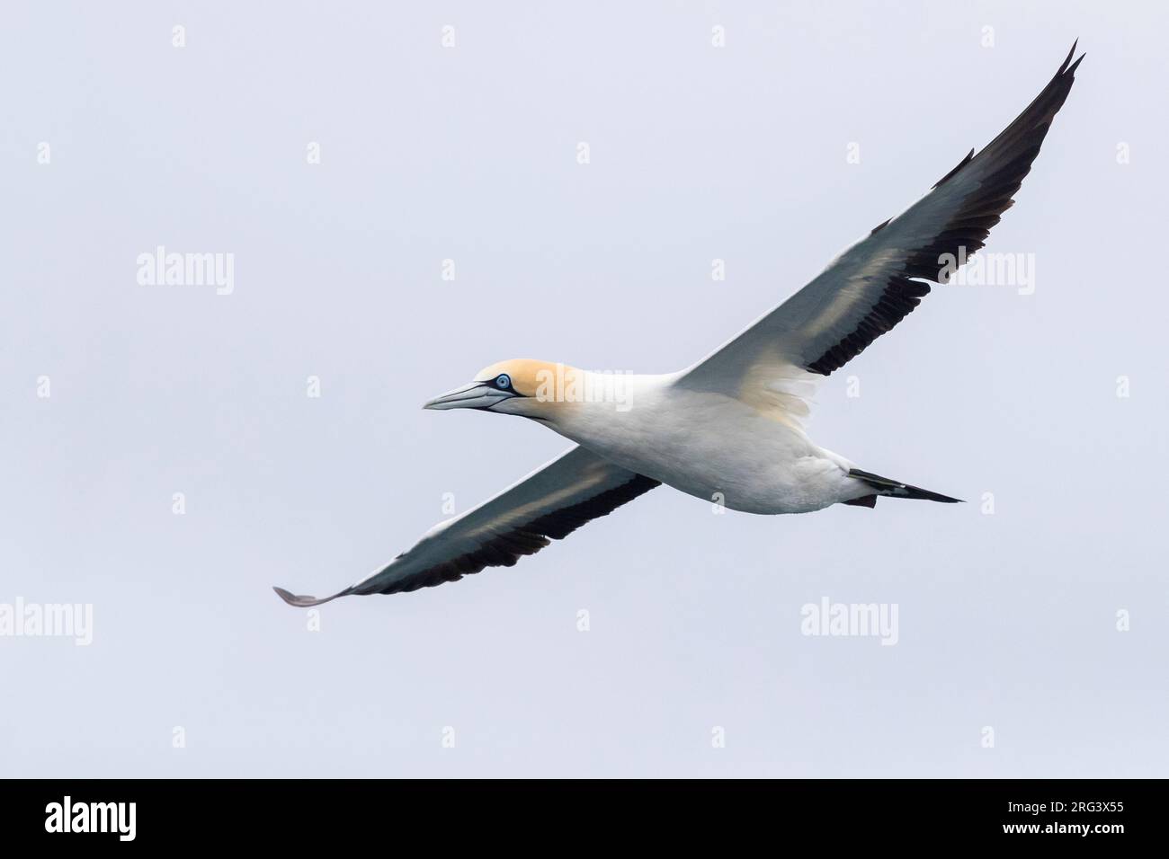 Kap Gannet (Morus capensis), Erwachsener im Flug, Westkap, Südafrika Stockfoto