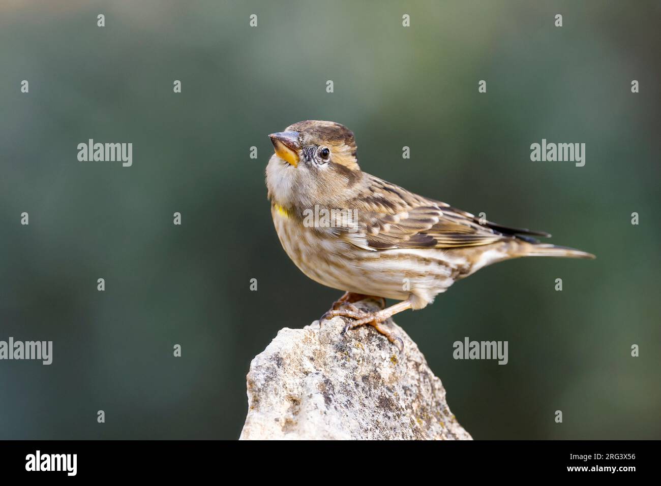 Rock Sparrow auf einem Felsen Stockfoto