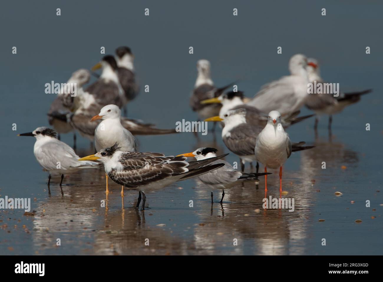 Grote Kuifstern in zit; Swift Tern in Zit Stockfoto