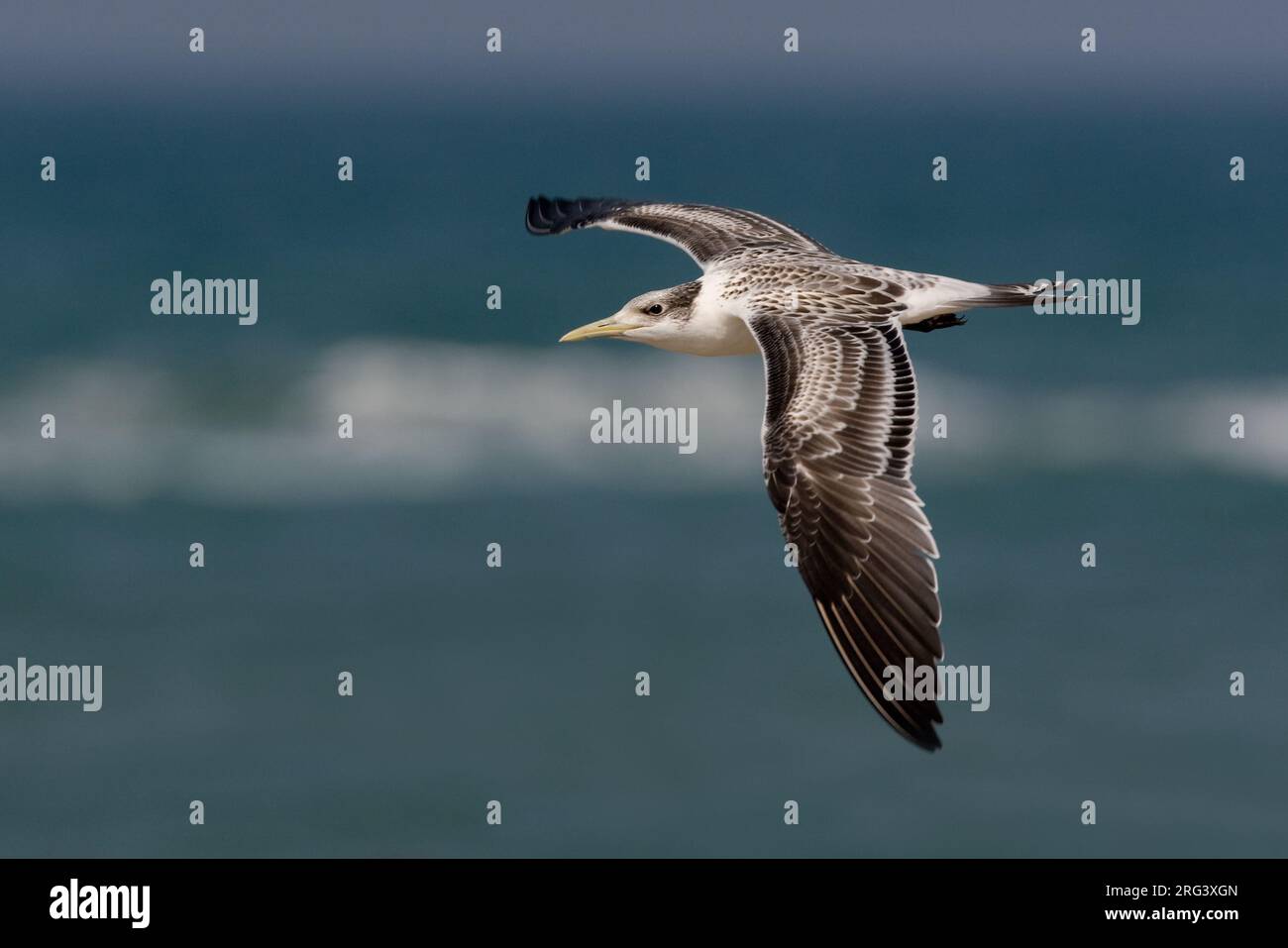 Grote Kuifstern in Vlucht; Swift Tern im Flug Stockfoto