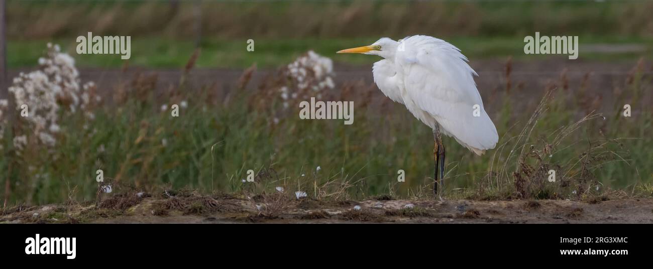 Großer weißer Egret; Egretta alba; sitzen bequem. Das Bild hat ein Panoramaformat Stockfoto