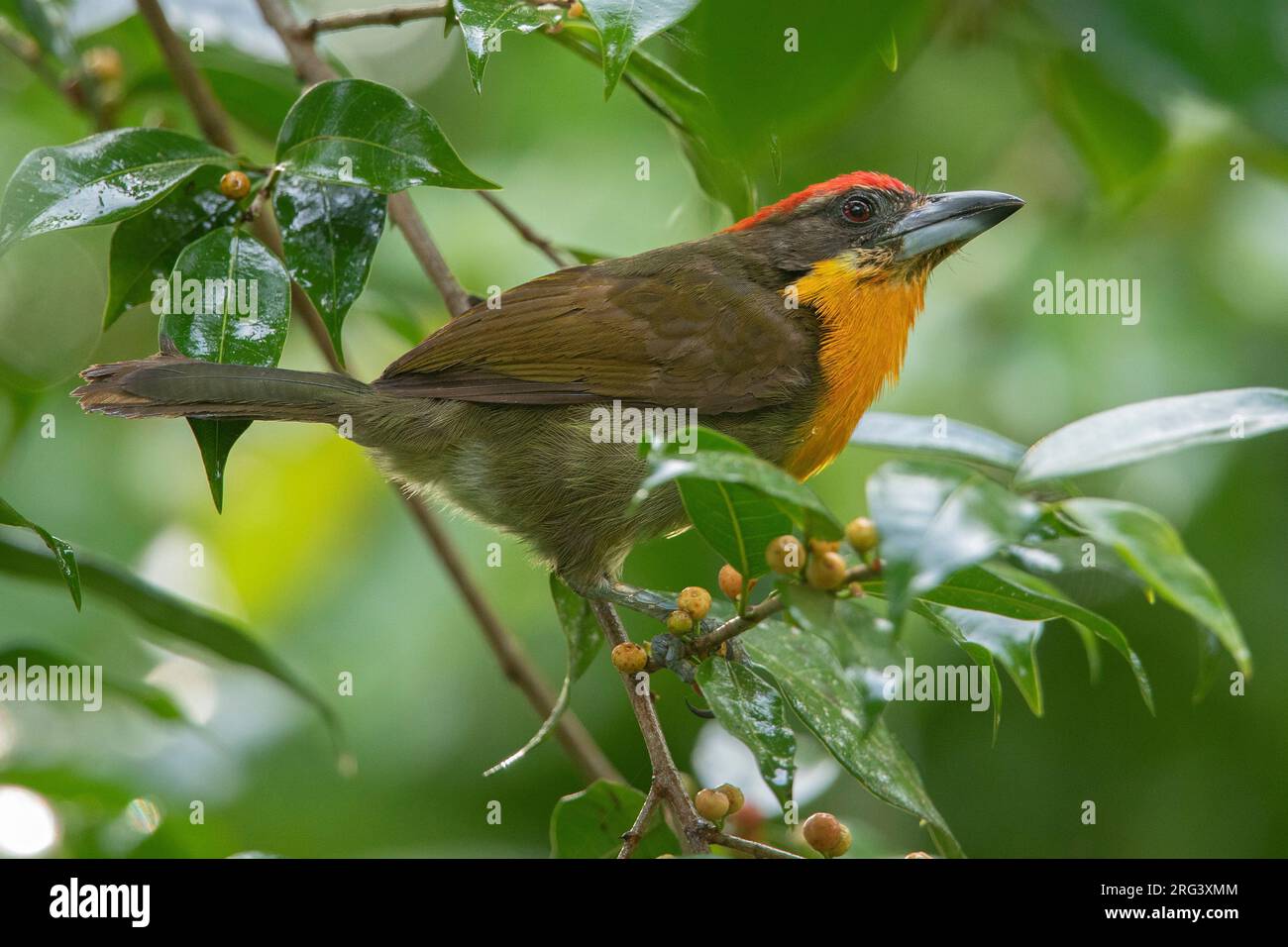 Ein scharlachgekrönter Barbet (Capito aurovirens) in Puerto Nariño, Amazonas, Kolumbien. Stockfoto