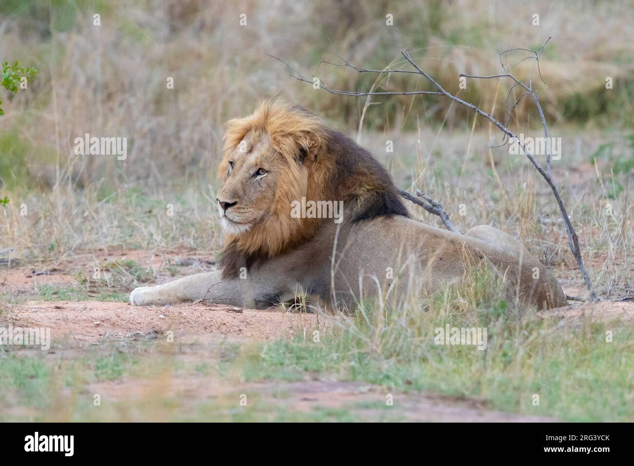 Löwe (Panthera leo melanochaita), Erwachsener Mann ruhend, mpumalanga, Südafrika Stockfoto