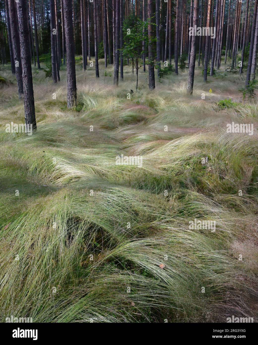 Farbenfrohe geschwungene Unterwucherung von Wavy Hair-Grass (Deschampsia flexuosa) im Kiefernwald nach windigem Wetter Stockfoto