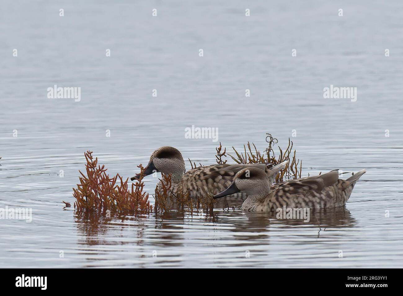 Ein Paar Marmorente (Marmaronetta angustirostris) im Naturpark S'Albufera de Mallorca Stockfoto