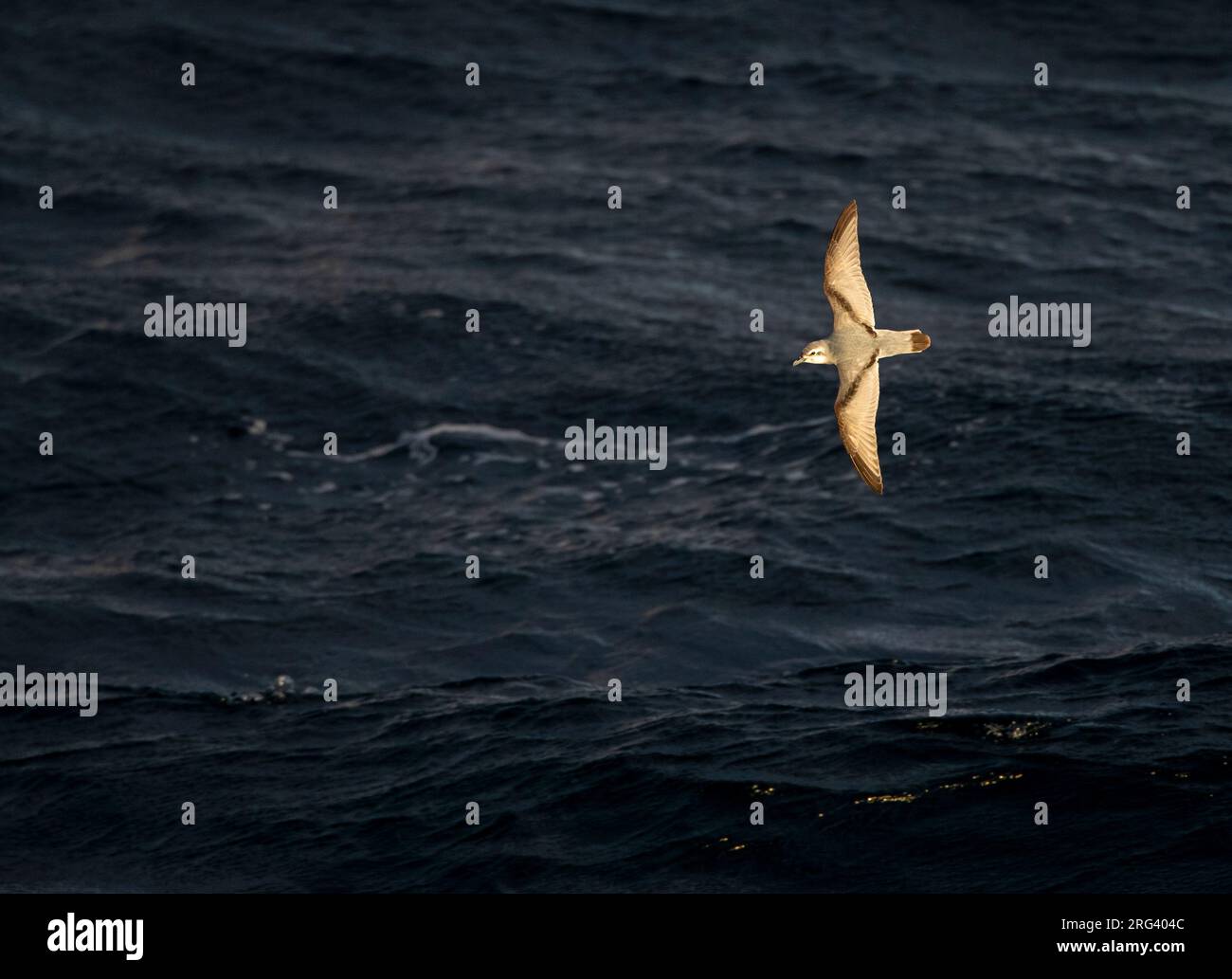 Antarctic Prion (Pachyptila desolata altera), der vor den Schlingen tief über dem Ozean fliegt, eine subantarktische neuseeländische Inselgruppe. Stockfoto