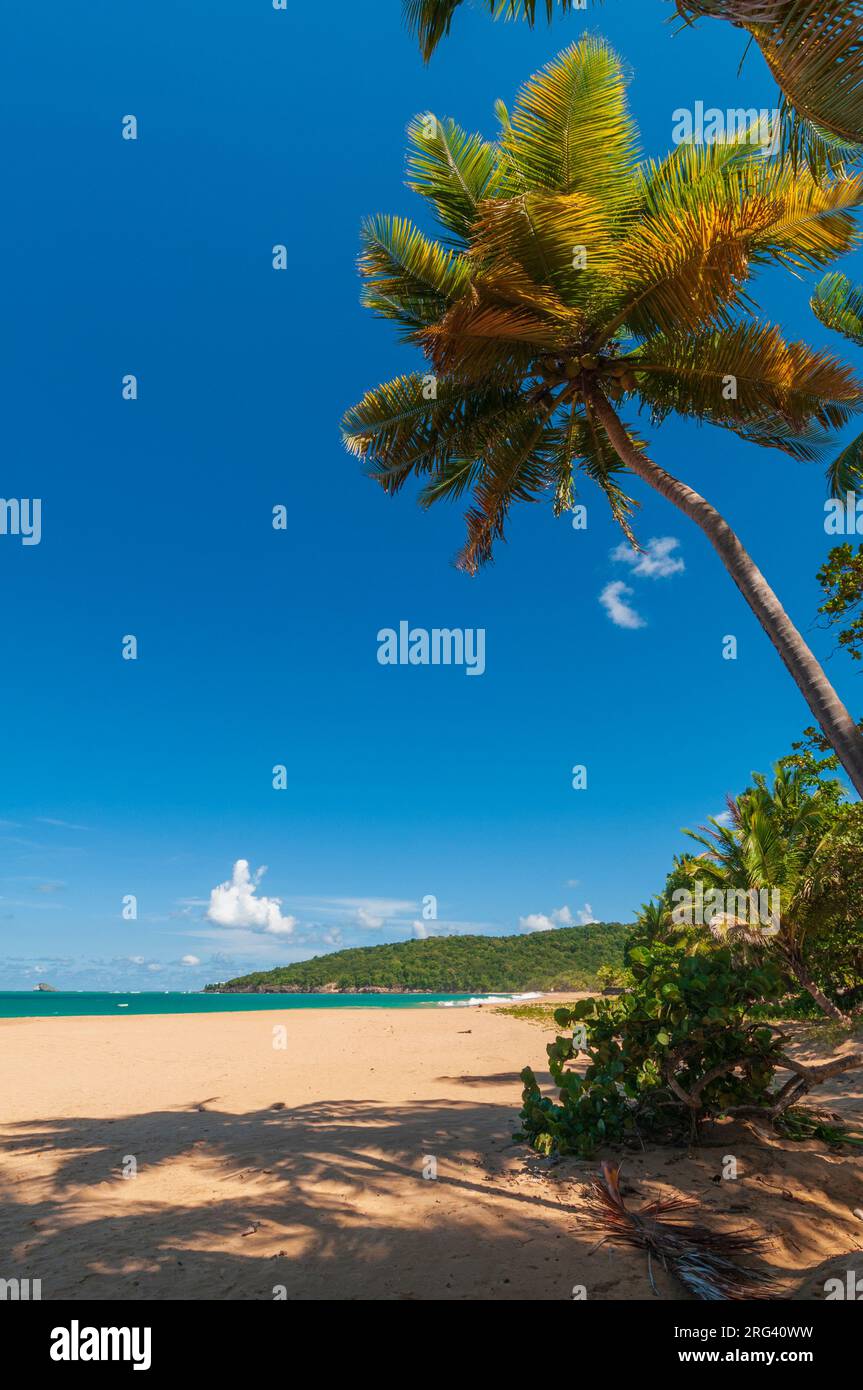 Palmen beschatten den weißen Sand am Strand von La Perle. Deshaies, Basse Terre, Guadeloupe, Westindien. Stockfoto