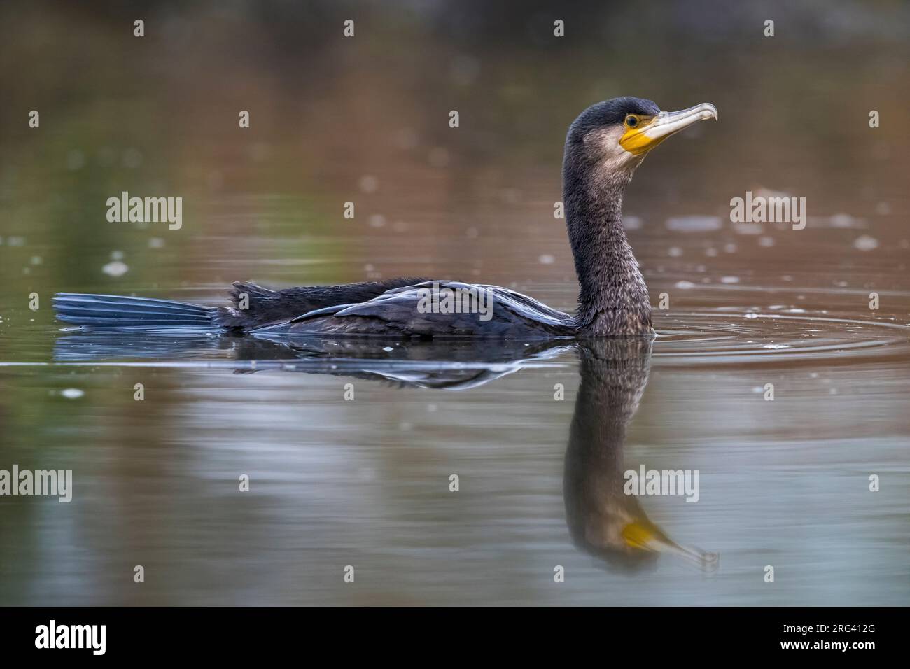 Großer Kormoran (Phalacrocorax carbo ssp. Sinensis) Schwimmen Stockfoto