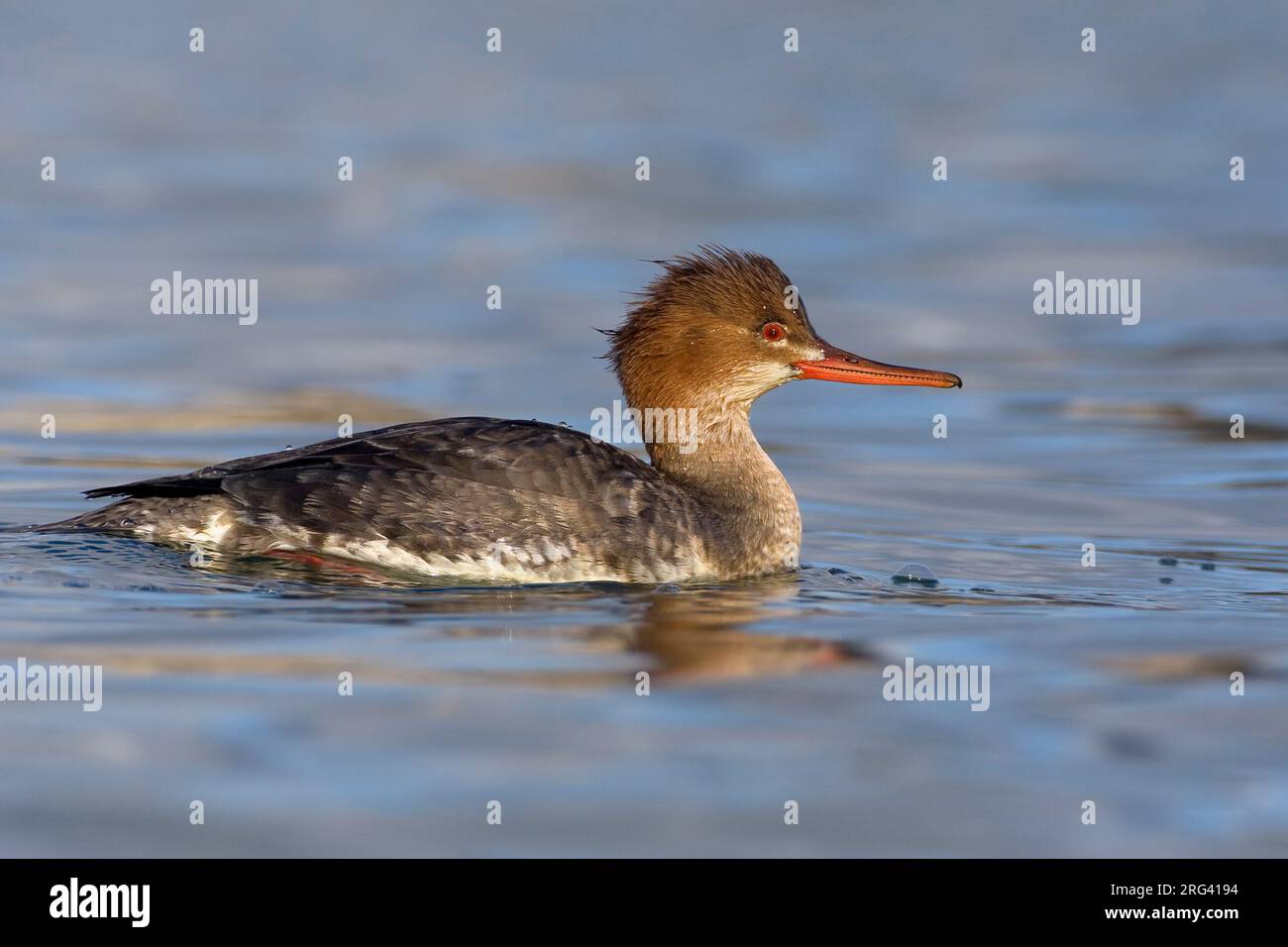 Middelste Zaagbek zwemmend vrouwtje; Red-breasted Merganser weiblichen Schwimmen Stockfoto