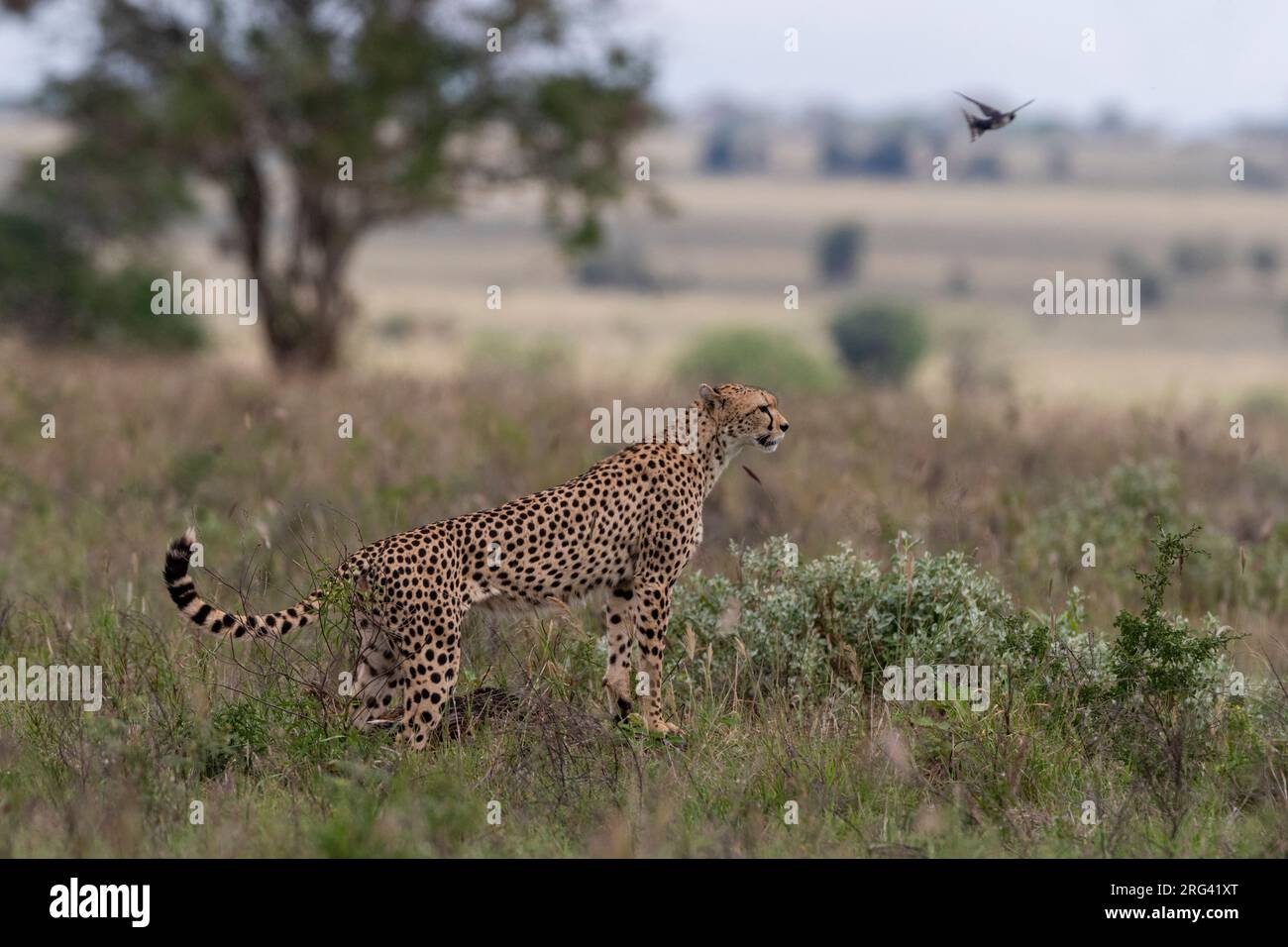 Ein Gepard, Acynonix jubatus, beobachtet Beute. Voi, Tsavo, Kenia Stockfoto